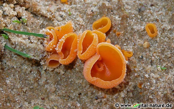 Aleuria aurantia wächst oft in kleinen Gruppen