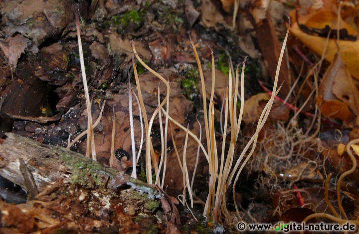 Typhula phacorrhiza (Linsen-Fadenkeulchen) hat an der Basis eine linsenförmige Knolle