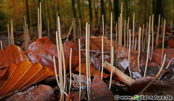 Die Fruchtkörper der Binsen-Röhrenkeule Macrotyphula juncea