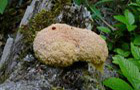 Fuligo septica var. candida