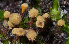 Hemitrichia clavata