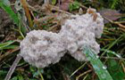 Mucilago crustacea