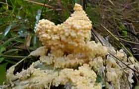 Mucilago crustacea