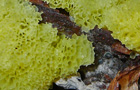 Ceratiomyxa fruticulosa var. porioides