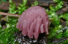 Fadenstäubchen