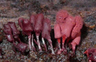 Ziegelroter Stielschleimpilz