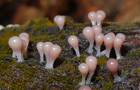 Trichia decipiens