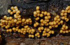 Trichia varia