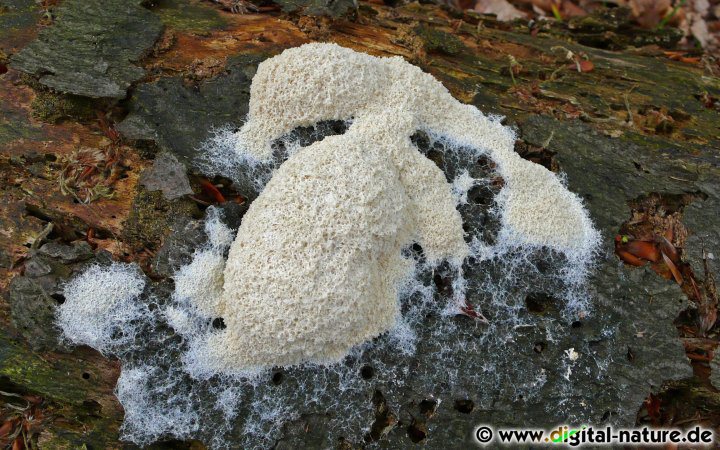 Fuligo septica var. candida ist ein Schleimpilz der beachtliche Ausmaße annehmen kann