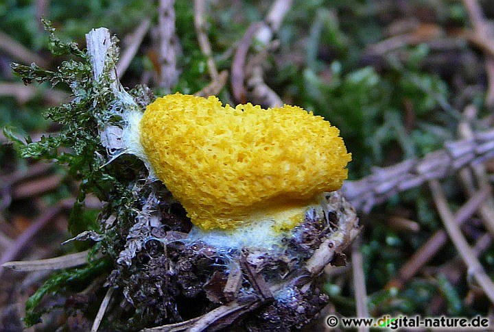 Bei großer Trockenheit kann die Gelbe Lohblüte eine Art Ruhestarre einnehmen