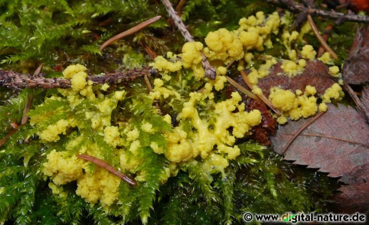 Fuligo septica ist ein beweglicher Organismus der auf Totholz oder in Bodennähe zu finden ist
