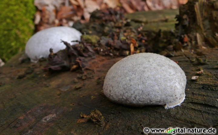 Reticularia lycoperdon findet man im Frühjahr auf Laub- oder Nadelholz