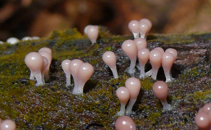 Die Fruchtkörper von Trichia decipiens sind im jungen Zustand rötlich, orange oder rosa