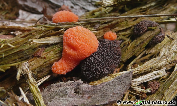 Manche Myxomyceten suchen die Nähe anderer Schleimpilze