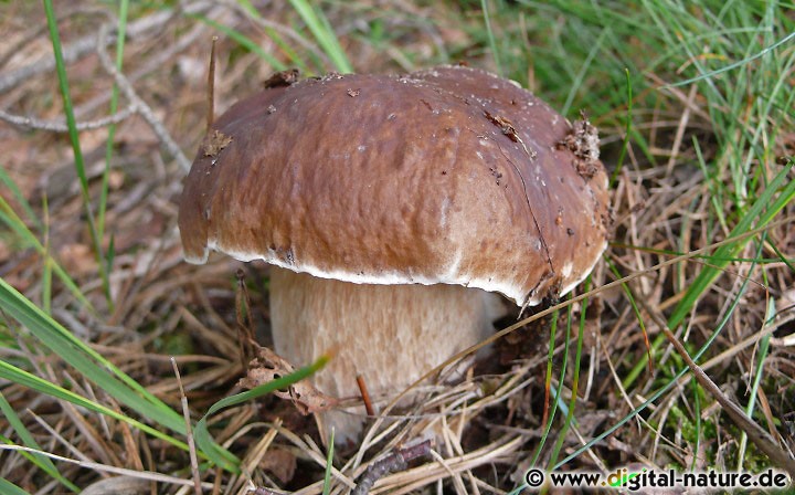 Der Eichensteinpilz darf nur in kleinen Mengen gesammelt werden