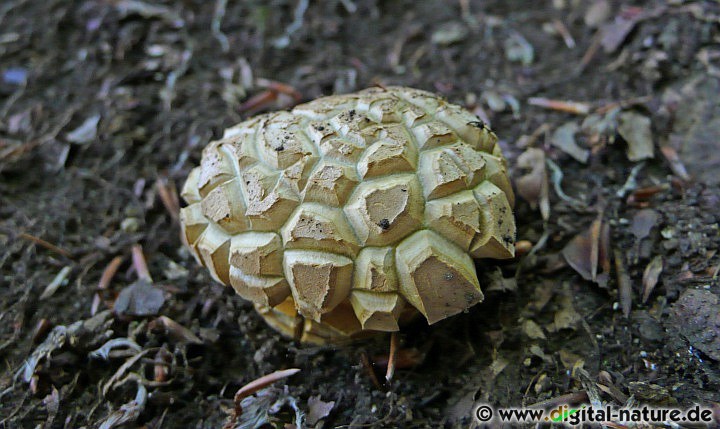 Unbekannter Pilz aus dem Süntel