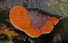Fenchelporling