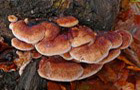 Laubholz-Harzporling