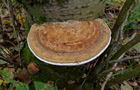 Rötender Blätterwirrling