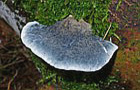 Blauer Saftporling