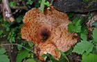 Schuppiger Stielporling