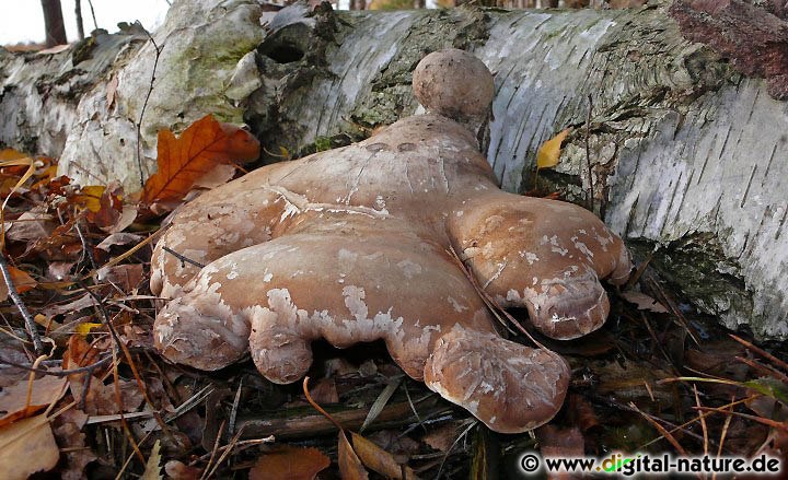 Die Fruchtkörper vom Birkenporling sind sehr vielgestaltig
