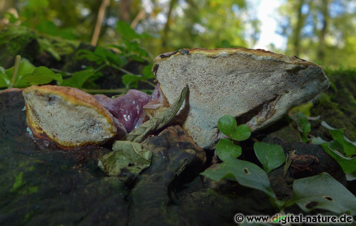 Reishi-Pilz oder Ling Zhi - Glänzender Lackporling in China und Japan