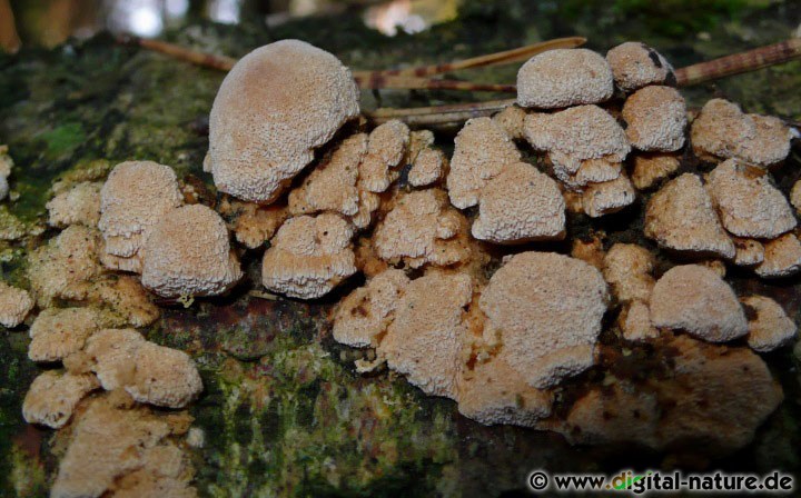 Spaltporling Pseudo-Hütchen an liegendem Totholz