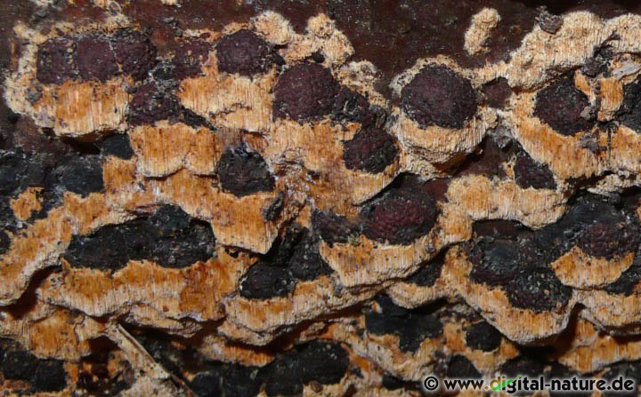 Schizopora flavipora und Kohlenbeeren wachsen oft in Gemeinschaft