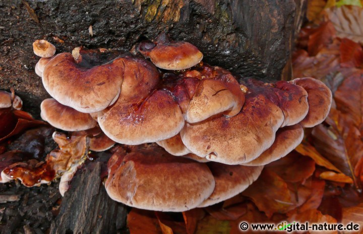Laubholz-Harzporling Vorkommen an totem Buchenholz