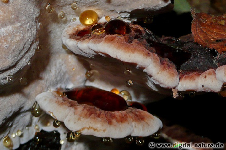 Ischnoderma benzoinum Fruchtkörper mit Guttationstropfen