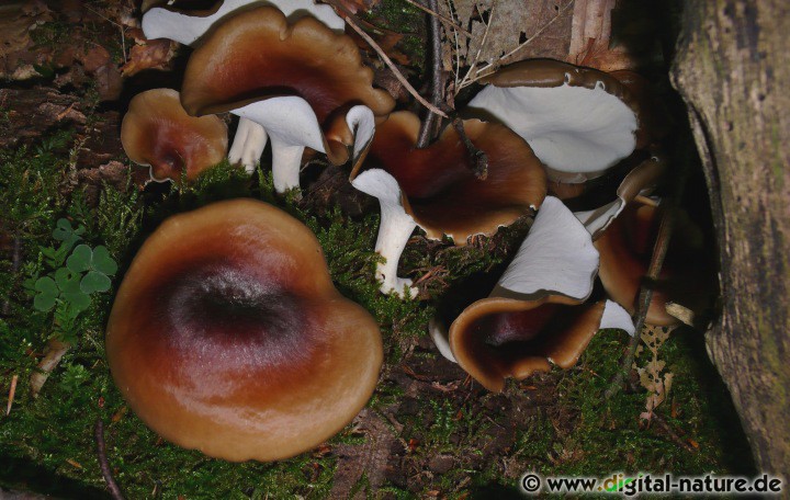 Kastanienbrauner Stielporling Fruchtkörper und Substrate