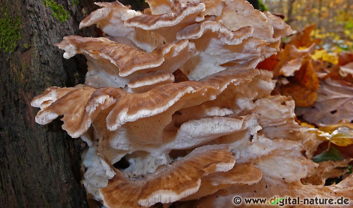 Speisepilz Klapperschwamm (Maitake)