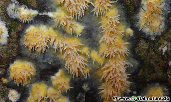 Fadenstachelpilz Stacheln und Merkmale