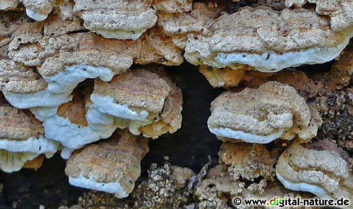 Die Reihige Tramete wächst ganzjährig an Nadelbaum-Totholz