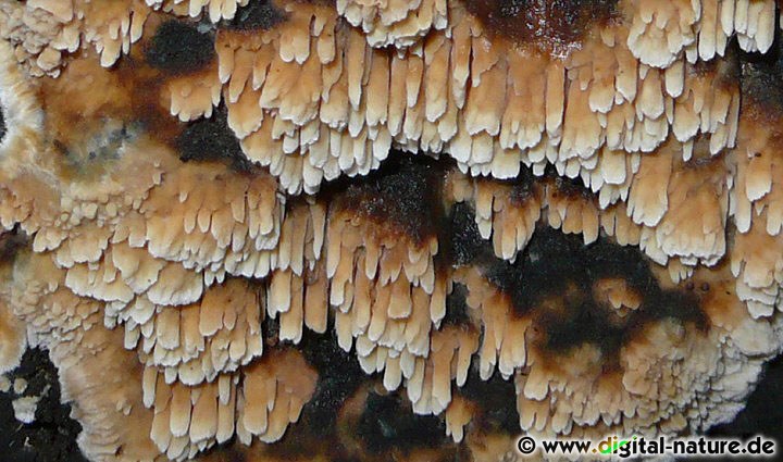 Scheinbuchen-Fadenstachelpilz Substrate
