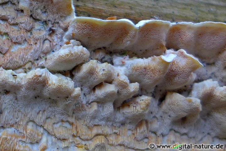 Knorpelporling Verwechslung und Artabgrenzung
