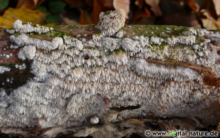 Veränderlicher Spaltporling - Substrate und Weißfäule