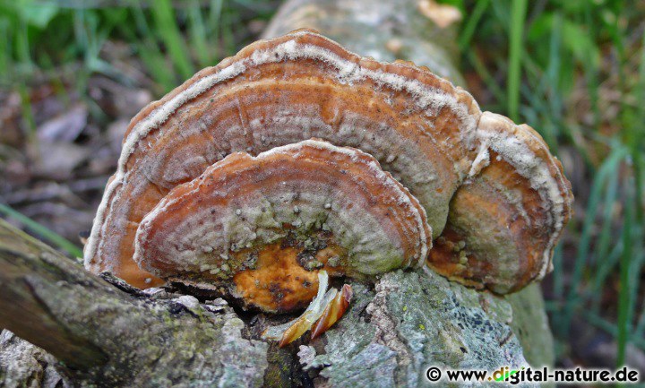 Die Oberseite von Trametes ochracea ist oft höckerig-uneben