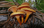 Falscher Pfifferling