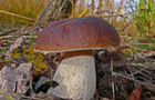Gemeiner Steinpilz