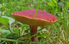 Blutroter Filzröhrling