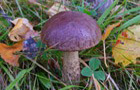 Gemeiner Birkenpilz