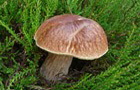 Sommer-Steinpilz