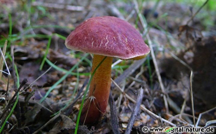 Xerocomus ripariellus geht eine Symbiose mit verschiedenen Laubbäumen ein