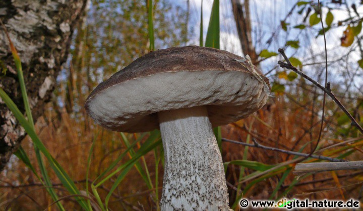 Röhrenpilz