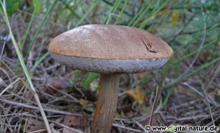 Röhrenpilz aus dem Moorwald