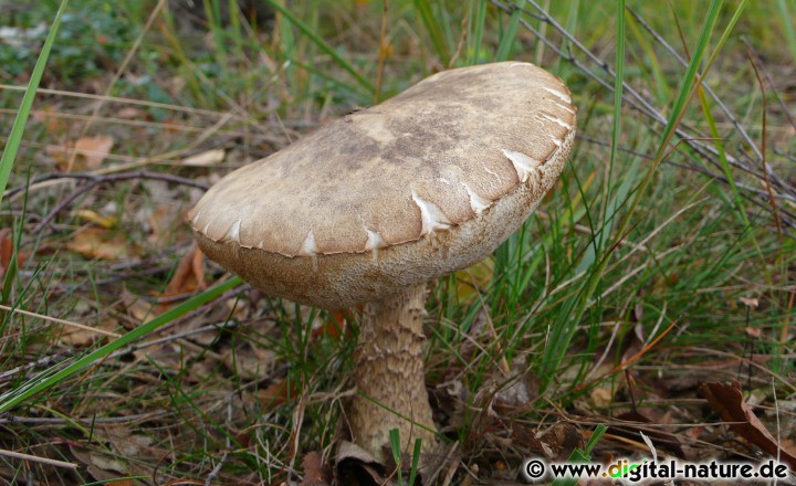 Boletaceae im Moor