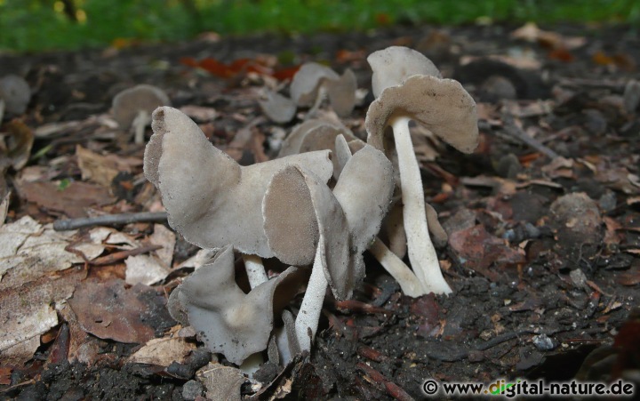 Helvella ephippium findet man von August bis Oktober in schattigen Laubwäldern