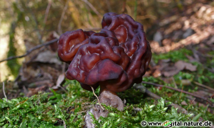 Gyromitra esculenta wächst an Holzverarbeitungsplätzen oder auf Rindenmulch